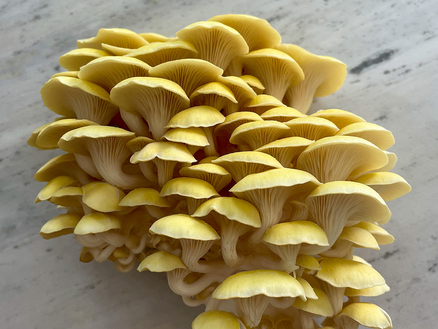 golden yellow oyster mushrooms