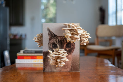 Blue oyster mushroom grow kit on a box with a cat