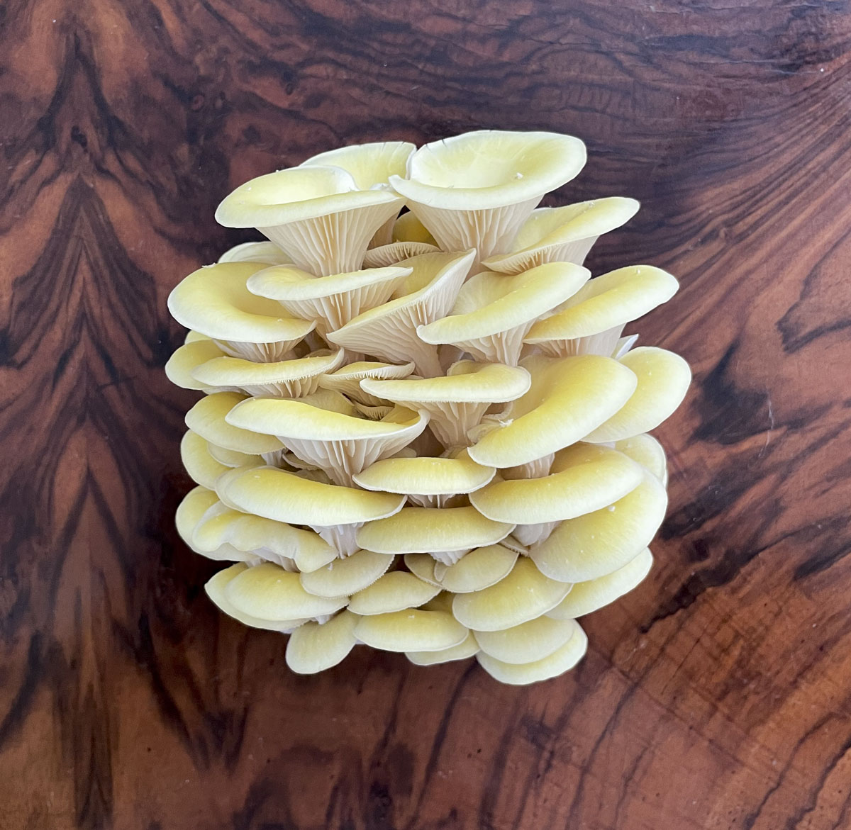 yellow oyster mushroom