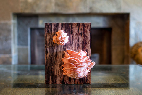 Monterey pink oyster mushroom grow kit 