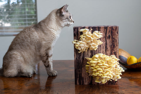 Oyster mushroom grow kit with cat