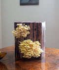 Monterey yellow oyster mushroom grow kit